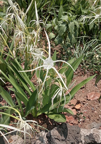 Hymenocallis harrisiana observed 2026-06-03