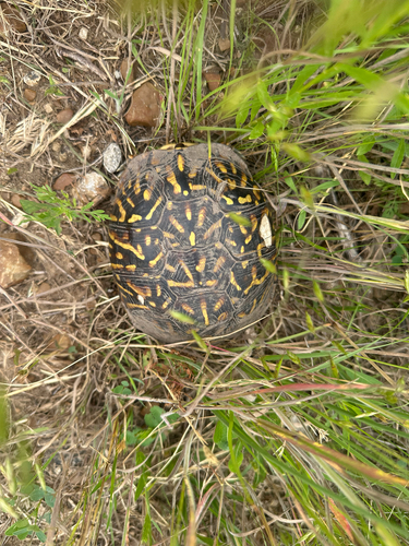 Ornate Box Turtle