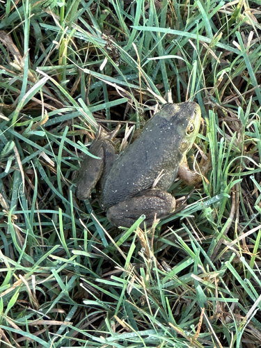 American Bullfrog