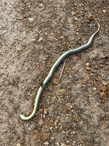 North American Racer