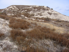 Artemisia salsoloides