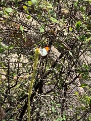 Anthocharis julia flora