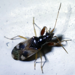 Pseudopamera nitidula