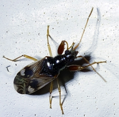 Pseudopamera nitidula