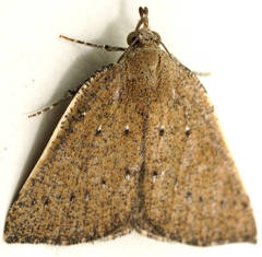 Authaemon stenonipha