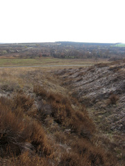 Artemisia salsoloides