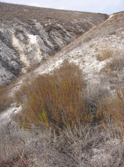 Artemisia salsoloides