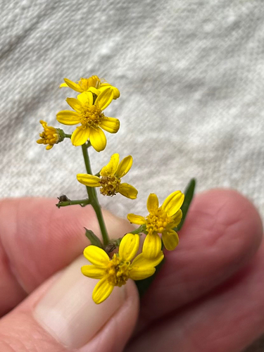 Senecio linearifolius, photograph 5