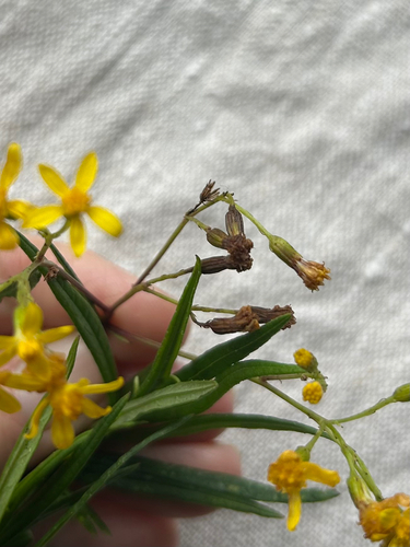 Senecio linearifolius, photograph 6