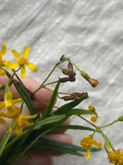 Senecio linearifolius, photograph (c) AmandaF, some rights reserved (CC BY)