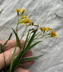 Senecio linearifolius, photograph (c) AmandaF, some rights reserved (CC BY)