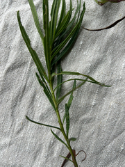 Senecio linearifolius, photograph (c) AmandaF, some rights reserved (CC BY)