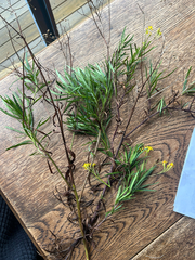 Senecio linearifolius, photograph (c) AmandaF, some rights reserved (CC BY)