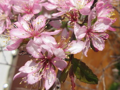 Prunus ishidoyana