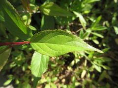Prunus ishidoyana