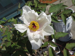 Paeonia × suffruticosa