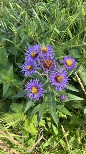 New England aster