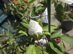 Paeonia × suffruticosa