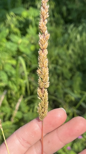 Prairie Junegrass