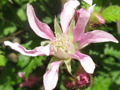 Rubus pungens oldhamii