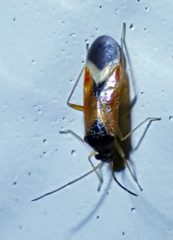 Ceratocapsus apicalis