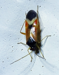 Ceratocapsus apicalis