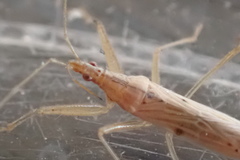 Nabis capsiformis