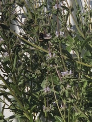 Bombus crotchii