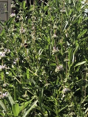 Bombus crotchii