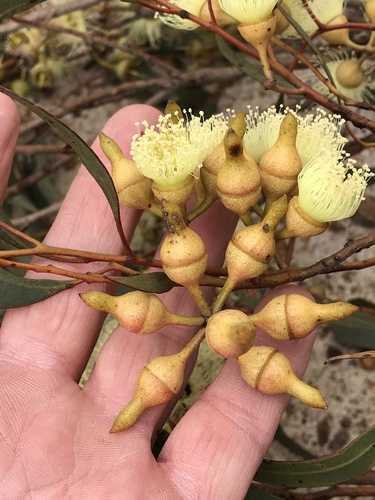 Balladonia Mallee (Eucalyptus balladoniensis)