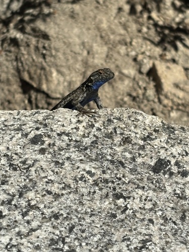 iNaturalist observation photo of Western Fence Lizard