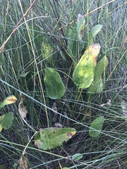 Liparophyllum exaltatum