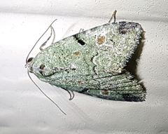 Maliattha concinnimacula