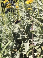 Bombus crotchii