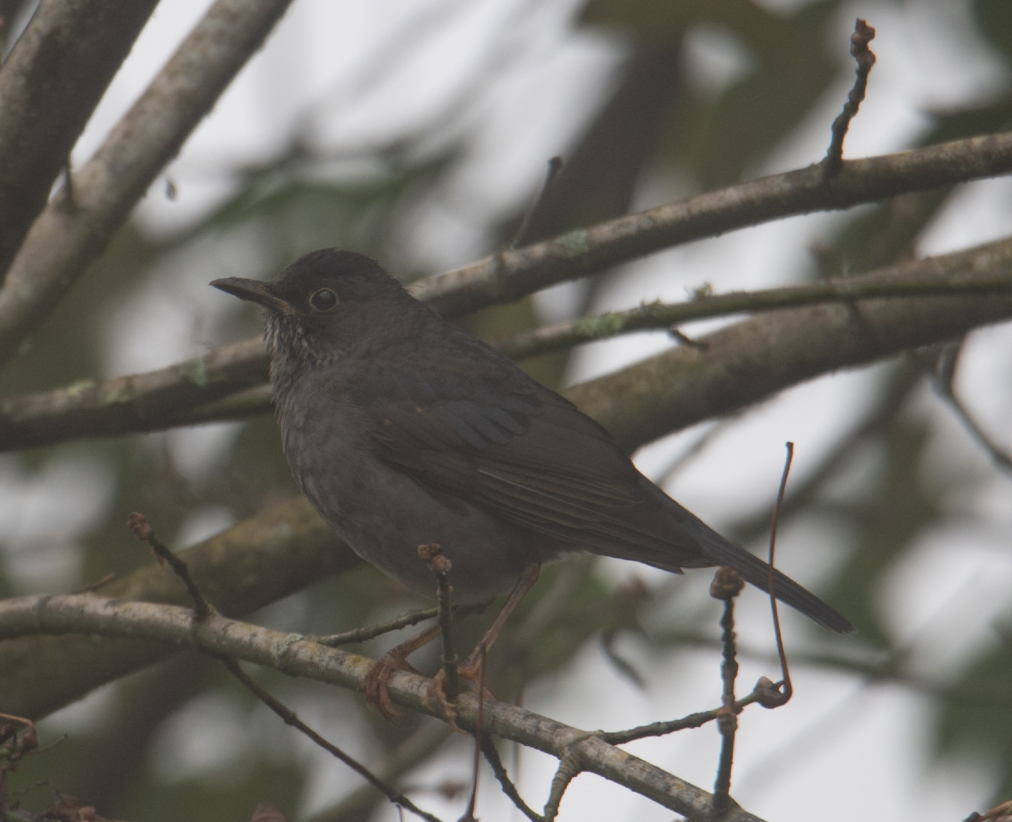 Andean Slaty Thrush (Turdus nigriceps), photo 3