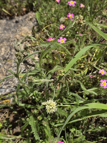 Yarrow