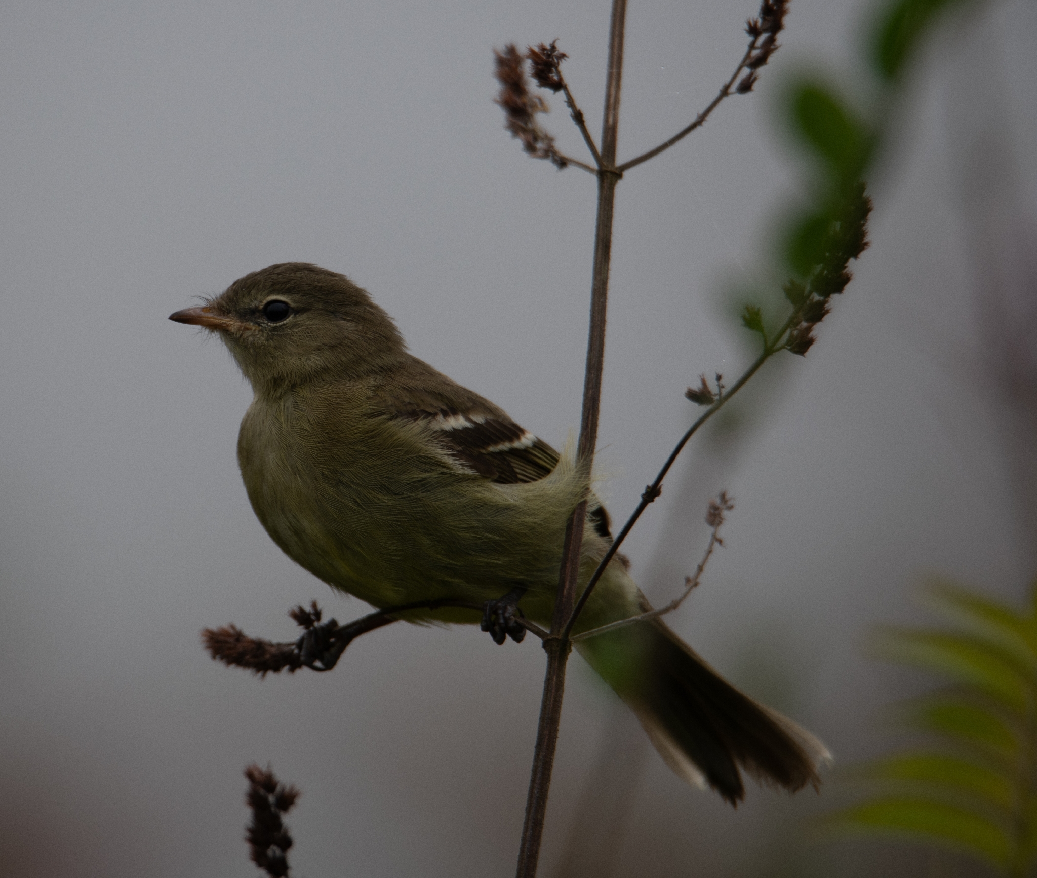 Highland Elaenia (Elaenia obscura), photo 2