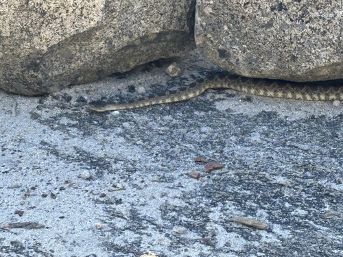 iNaturalist observation photo of Western Rattlesnake