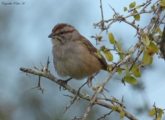 Rhynchospiza strigiceps