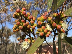 Eucalyptus pileata