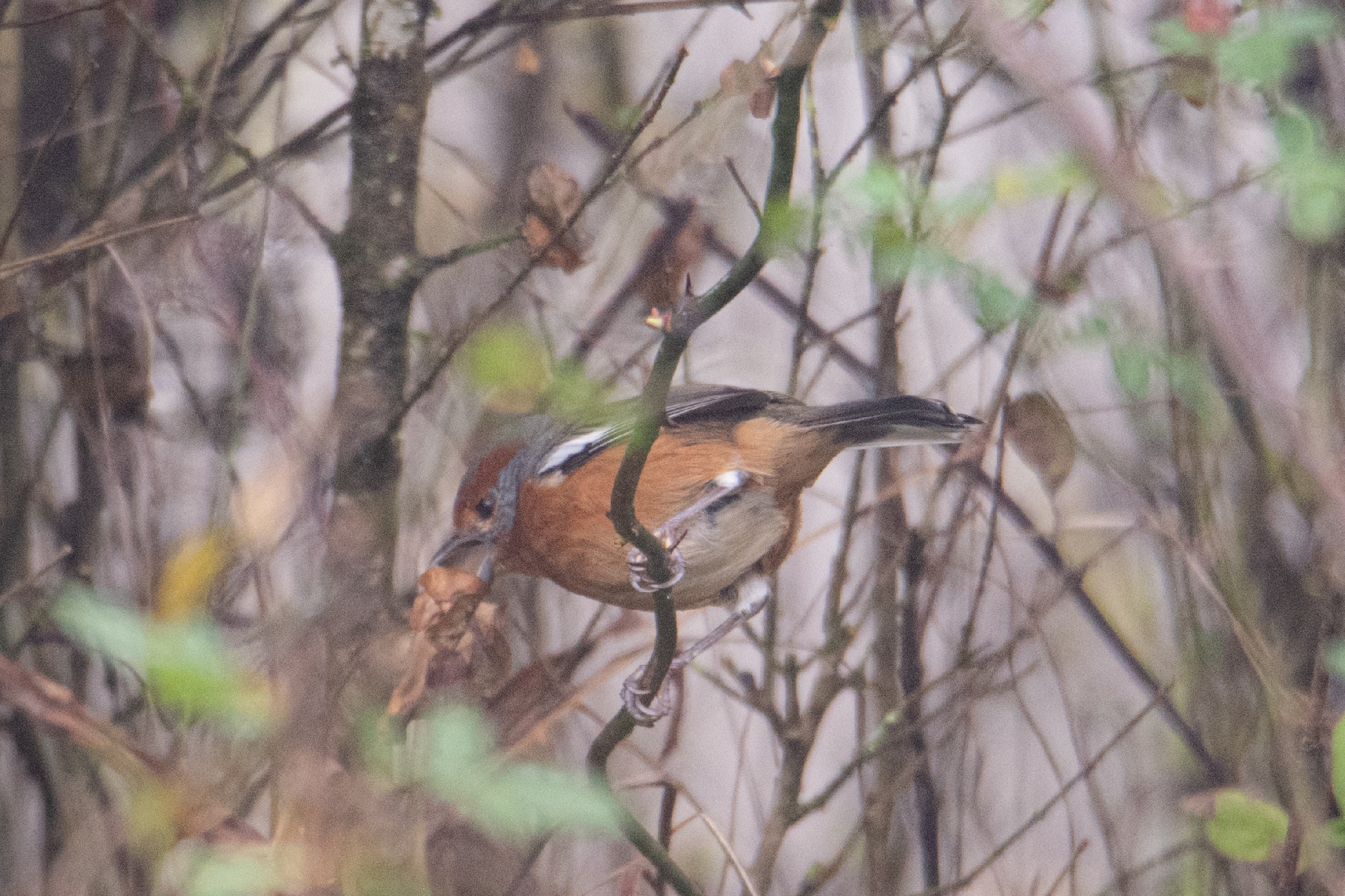 Rusty-browed Warbling Finch (Microspingus erythrophrys), photo 1