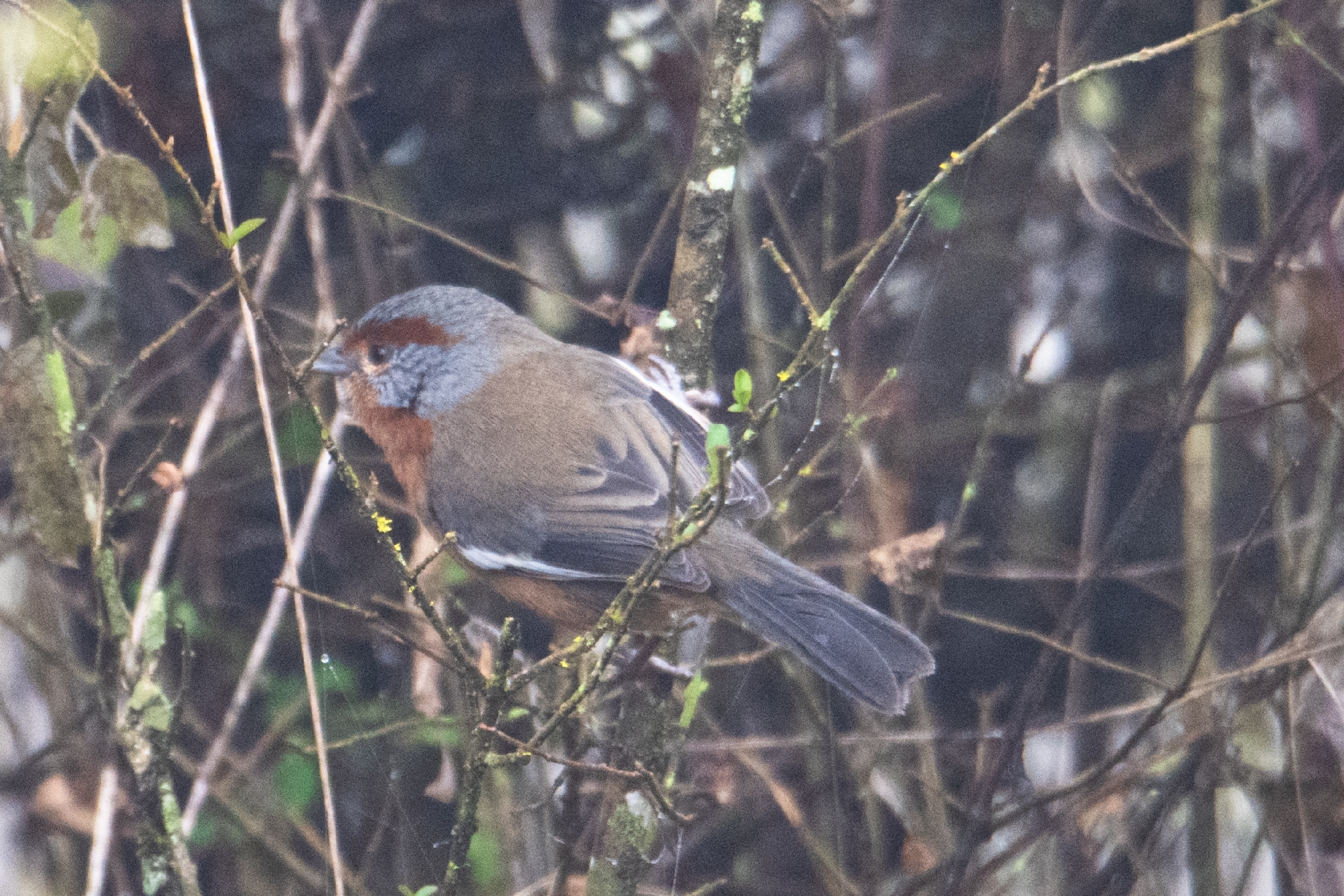 Rusty-browed Warbling Finch (Microspingus erythrophrys), photo 2