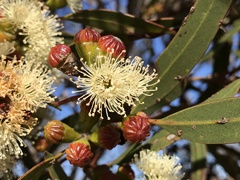 Eucalyptus pileata