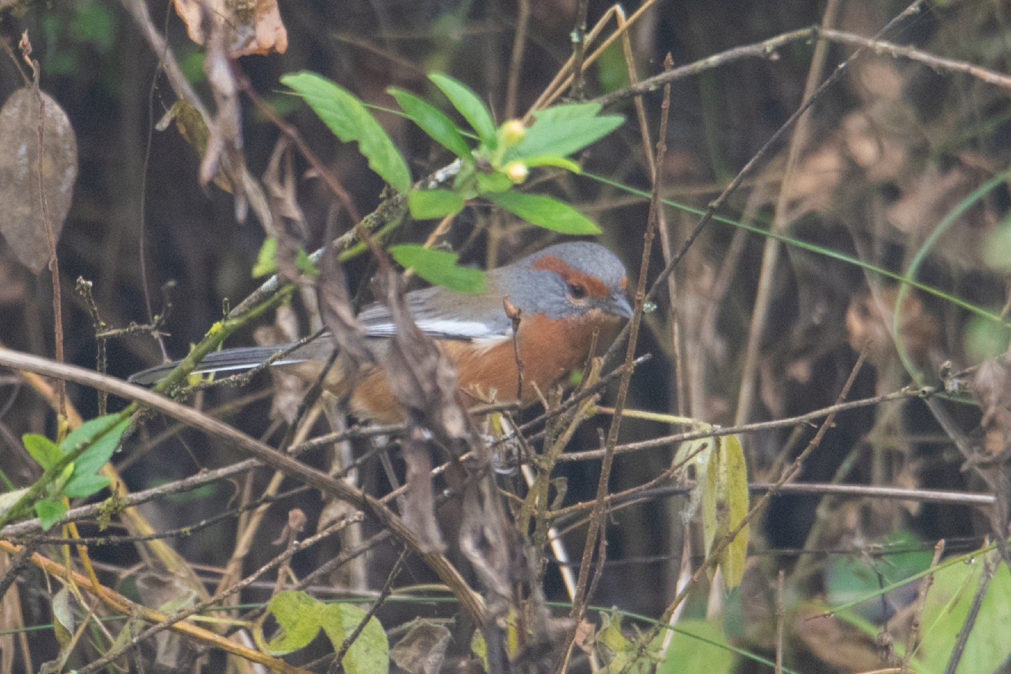 Rusty-browed Warbling Finch (Microspingus erythrophrys), photo 10