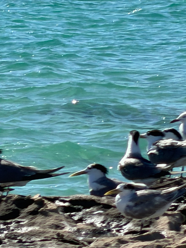 iNaturalist: (c) lilywarren, some rights reserved (CC BY-NC) iNaturalist image