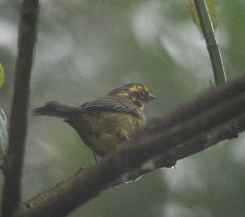 Yellow-striped Brushfinch (Atlapetes citrinellus), photo 3
