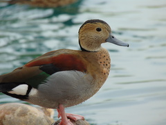Callonetta leucophrys