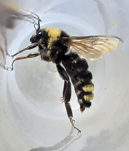 California Bumble Bee
