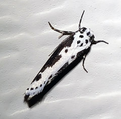 Ethmia semilugens