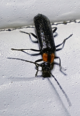 Rhagonycha lineola
